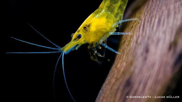 Garnelen TV Yellow Fire Neocaridina akvarieräka gul