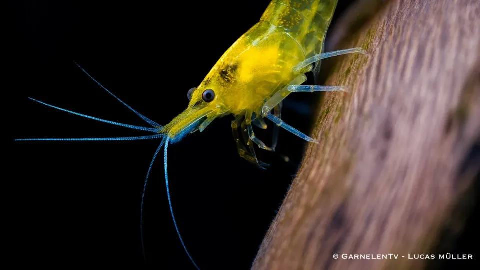 Garnelen TV Yellow Fire Neocaridina akvarieräka gul