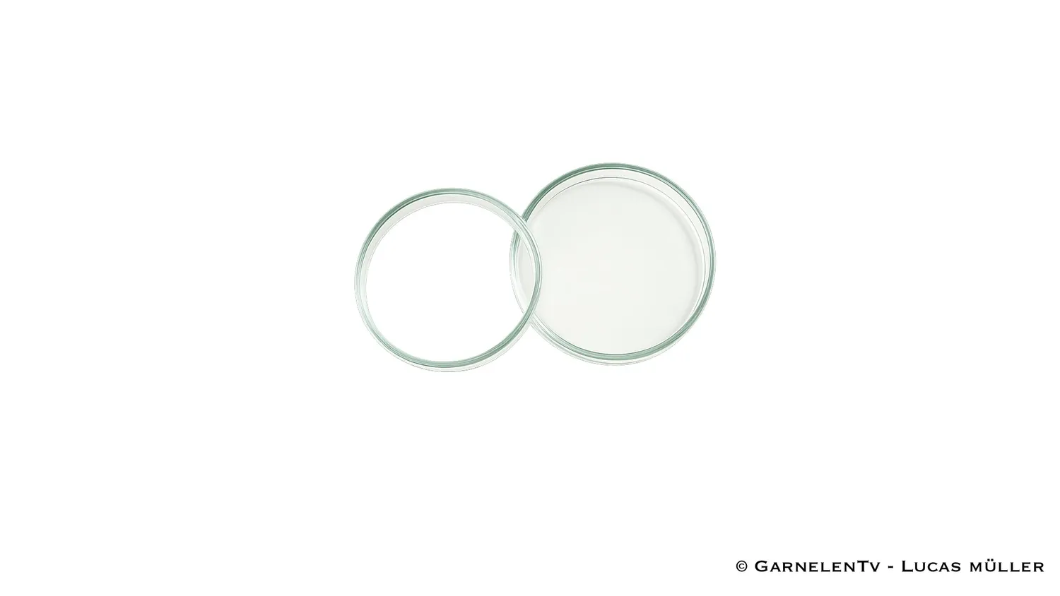 Garnelen TV matskål glas räkor liten 5 cm