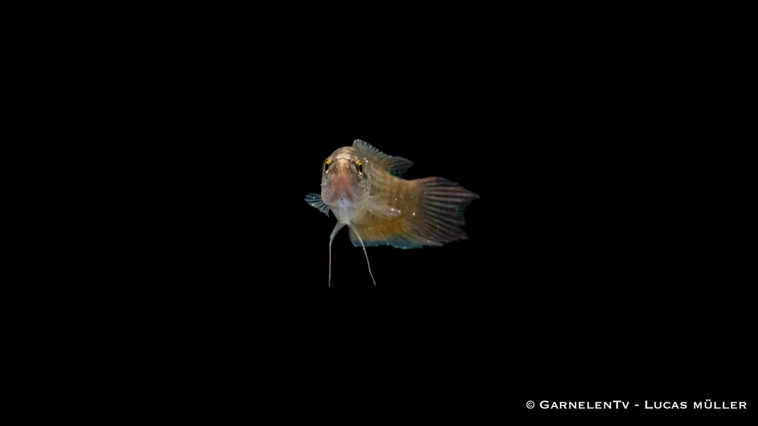 Garnelen TV Makropod Macropodus opercularis akvariefisk röd