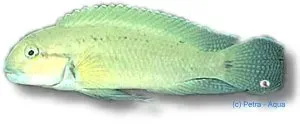 Näsets Ciklidhobby Temporalis ciklid 4–5 cm akvariefisk