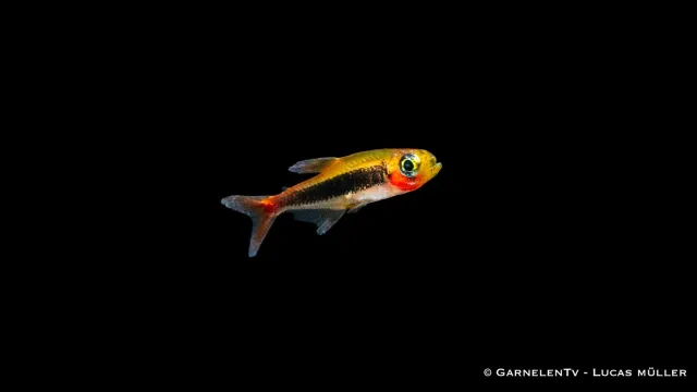 Garnelen TV Tucano salmler akvariefisk Tucanoichthys tucano