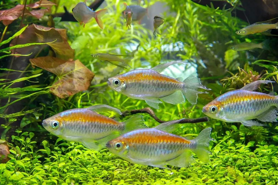 Näsets Ciklidhobby kongotetra akvariefisk 5–6 cm