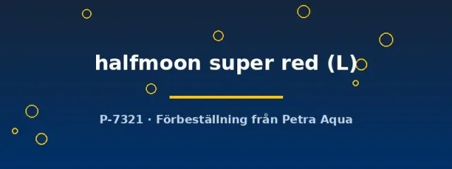 Näsets Ciklidhobby Halfmoon Super Red kampfisk hane L