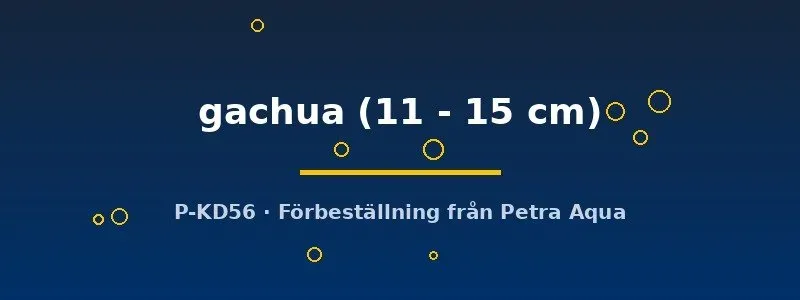 Näsets Ciklidhobby Channa gachua akvariefisk 11–15 cm rovfisk