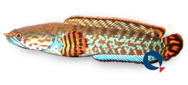 Näsets Ciklidhobby Channa bleheri ormhuvudfisk 5–6 cm blue