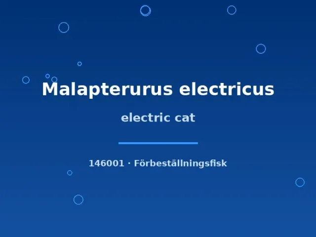 Näsets Ciklidhobby Malapterurus electricus akvariefisk 4-6 cm elektrisk