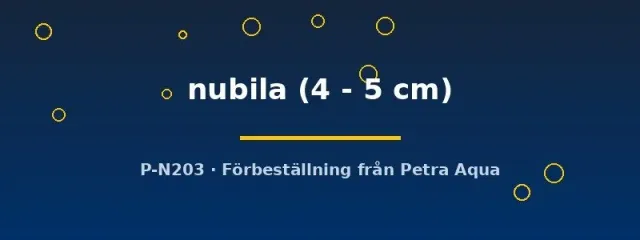 Näsets Ciklidhobby Astatotilapia nubila ciklid 4–5 cm