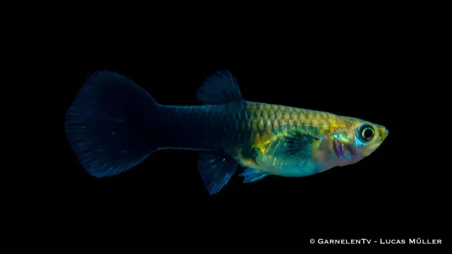 Black Panda guppy hona Poecilia reticulata 5-6 cm