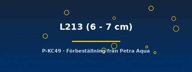 Näsets L213 Ancistrus mal akvariefisk 6–7 cm
