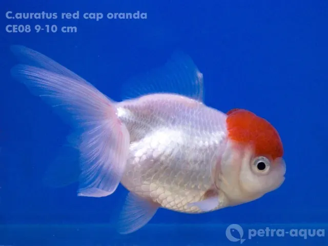 Näsets Ciklidhobby Carassius auratus oranda röd luva 9–11 cm