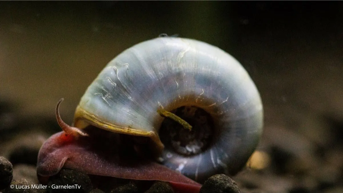 Garnelen TV Avatar Planorbella duryi duryi akvariesnäcka blå 1 st