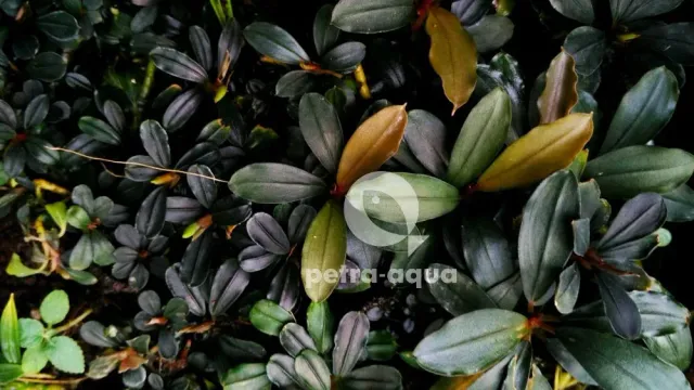 Näsets Ciklidhobby Bucephalandra melawi växt Easy8 trefärgad
