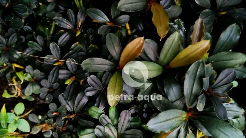 Näsets Ciklidhobby Bucephalandra melawi växt Easy8 trefärgad