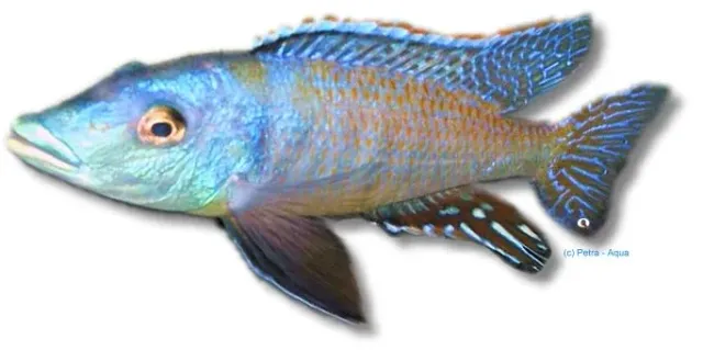 Lichmochromis acuticeps 4–5 cm ciklid rovfisk