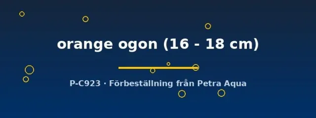 Cyprinus Koi Orange Ogon dammfisk 16–18 cm