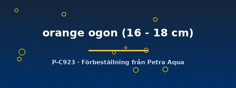 Cyprinus Koi Orange Ogon dammfisk 16–18 cm