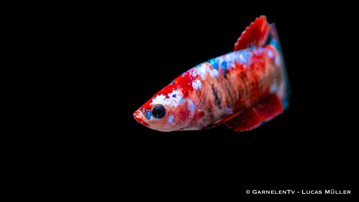 Garnelen TV kampfisk hona koi Betta splendens