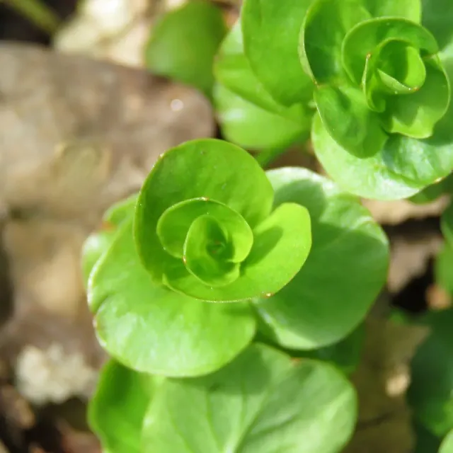 Näsets Lysimachia Nummularia TA akvarieväxt lättskött