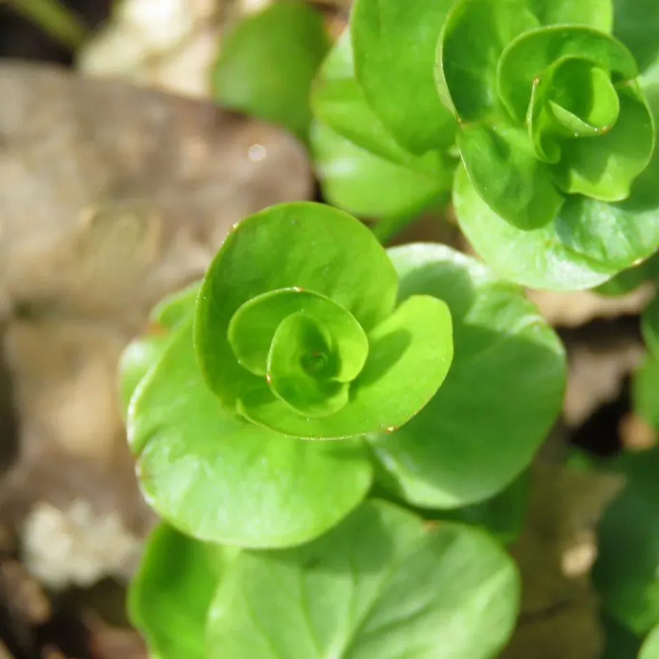 Näsets Lysimachia Nummularia TA akvarieväxt lättskött