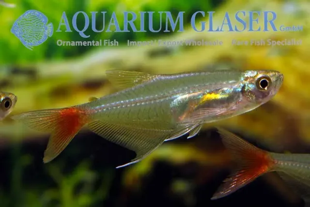 Näsets Ciklidhobby Prionobrama filigera glastetra 3 cm stimfisk