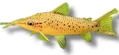 Näsets Ciklidhobby Dianema Longibarbis mal över 8 cm