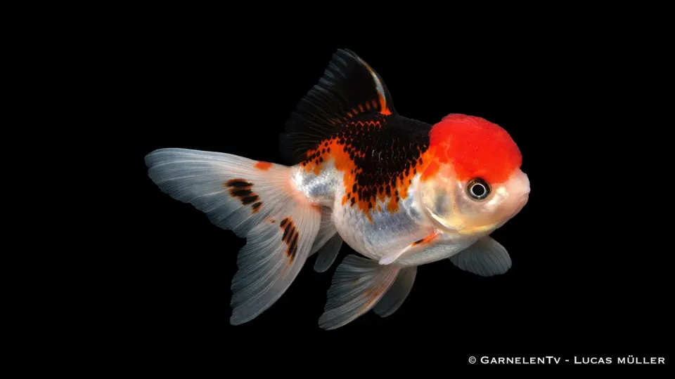 Garnelen TV Oranda Panda-Tricolor slöjfisk 8–9 cm