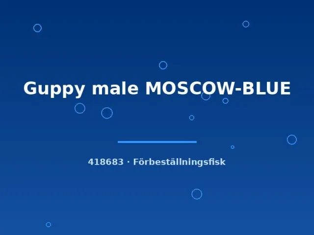 Guppy Moscow Blue hane akvariefisk lg