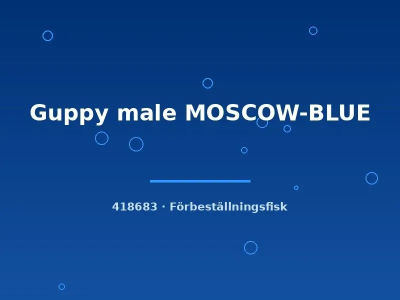 Guppy Moscow Blue hane akvariefisk lg