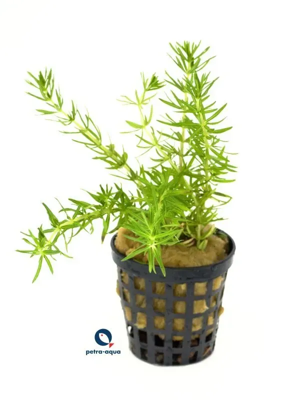 Näsets Ciklidhobby Pogostemon erectus akvarieväxt Medium 5
