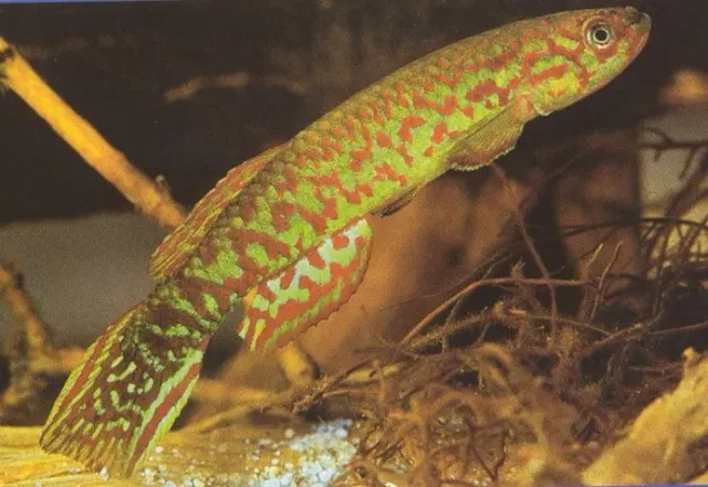 Näsets Ciklidhobby Gery's Killie akvariefisk 3–4 cm