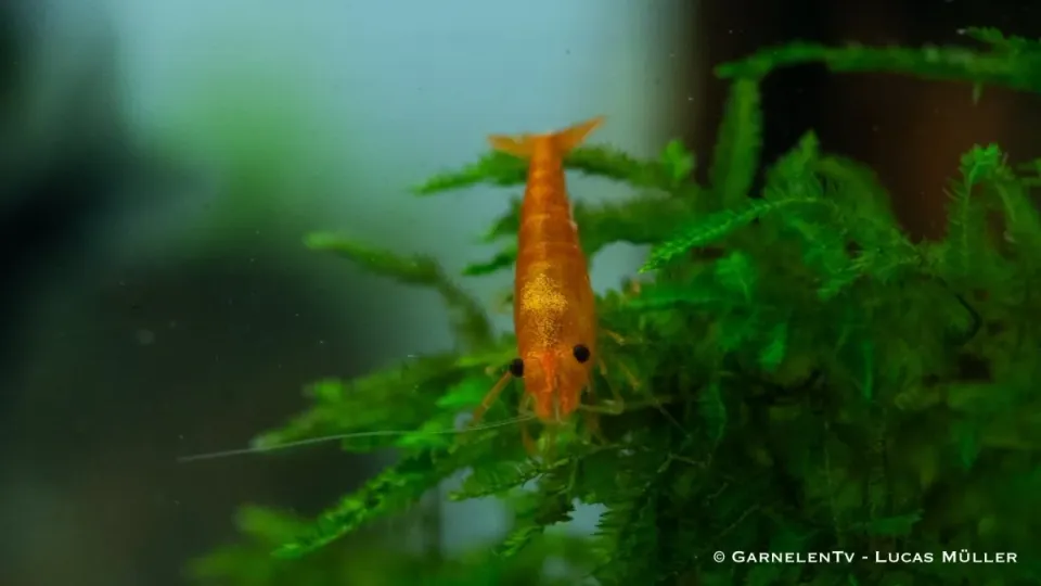 Garnelen TV Orange Fire dvärgräka orange Neocaridina davidi