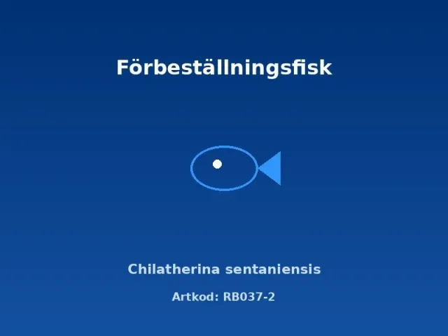 Näsets Ciklidhobby Chilatherina sentaniensis regnbågsfisk 5–6 cm