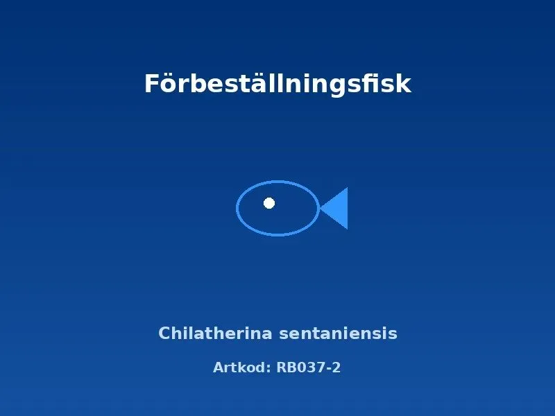 Näsets Ciklidhobby Chilatherina sentaniensis regnbågsfisk 5–6 cm