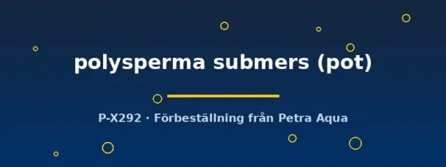 Näsets Ciklidhobby Hygrophila polysperma submers kruka snabbväxt