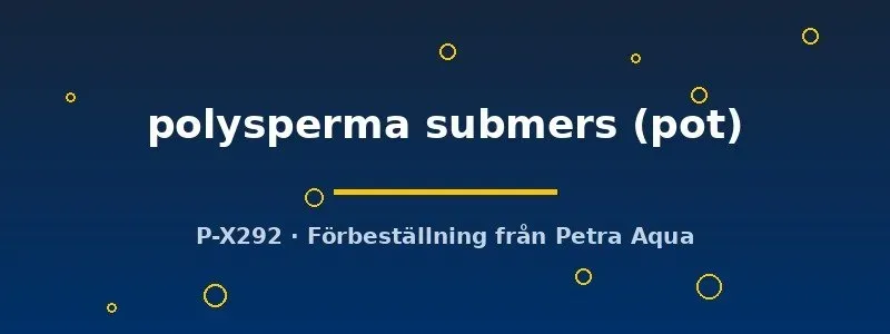 Näsets Ciklidhobby Hygrophila polysperma submers kruka snabbväxt