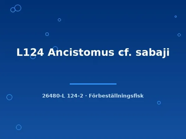 Näsets Ciklidhobby L124 Ancistomus cf. sabaji 6–8 cm mal