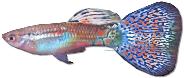 Näsets Ciklidhobby Guppy male multi glass akvariefisk 3–4 cm