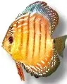 Symphysodon Axelrodi diskus 13–16 cm brown