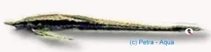 Näsets Ciklidhobby Sturisoma barbatum XL mal