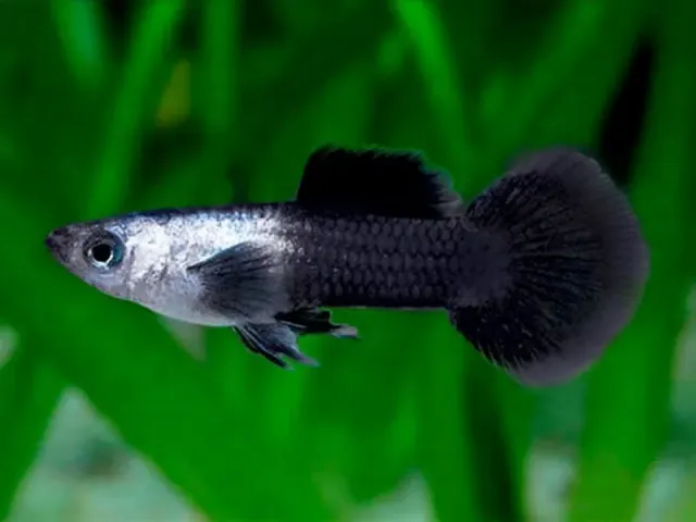 Näsets Ciklidhobby Panda Guppy guppy par tålig