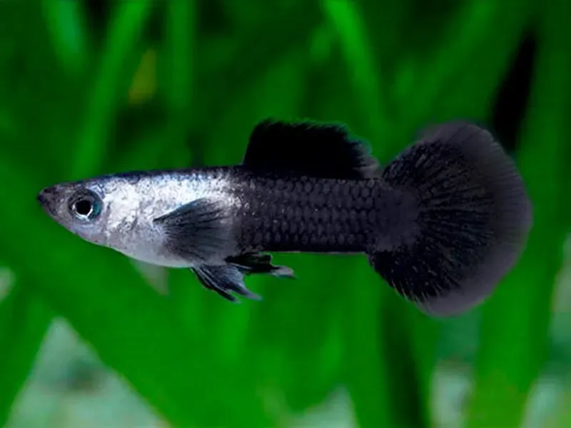 Näsets Ciklidhobby Panda Guppy guppy par tålig