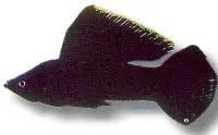 Näsets Ciklidhobby Sail-Fin Molly Black akvariefisk 6–7 cm svart