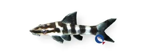 Näsets Ciklidhobby Otocinclus cocama zebra mal 4–5 cm algätare