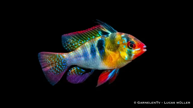 Garnelen TV Fjärilsciklid Microgeophagus ramirezi akvariefisk