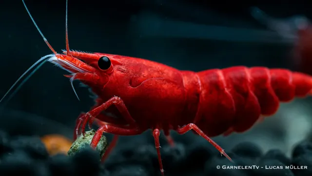 Garnelen TV Red Sakura räka Neocaridina davidi röd