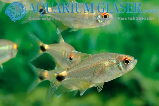 Näsets Ciklidhobby Hemigrammus ocellifer lykttetra md