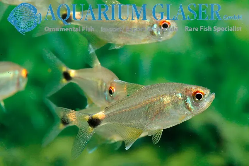 Näsets Ciklidhobby Hemigrammus ocellifer lykttetra md