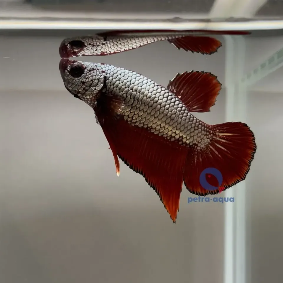 Näsets Ciklidhobby Betta spl. dragon plakat kampfisk hane XL