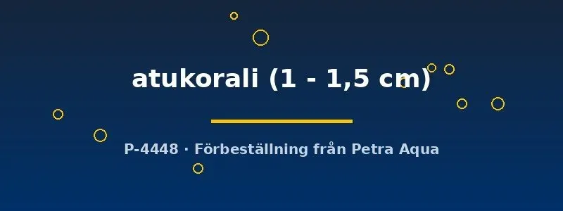 Näsets Ciklidhobby Horadandia atukorali stimfisk 1–1,5 cm